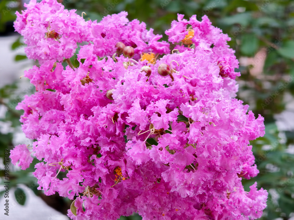 Obraz premium Vibrant cluster of bright pink crape myrtle blossoms in full bloom, with delicate ruffled petals and orange stamens against green foliage.