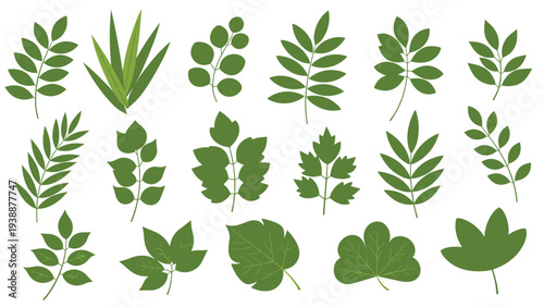 Botanical collection of eighteen diverse green leaf shapes and silhouettes from different trees and plants on a white background.