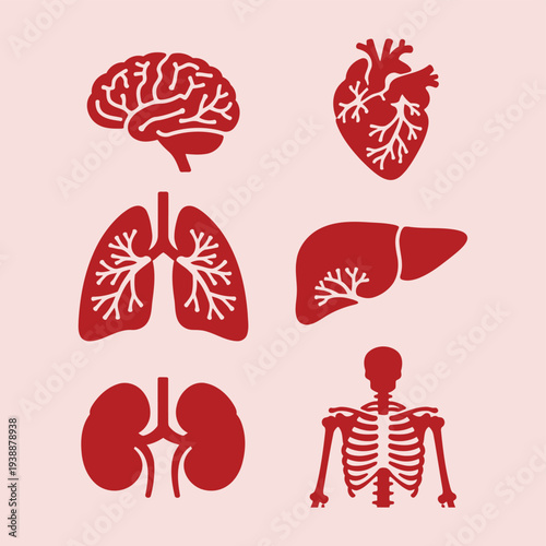 Human Organs Illustration Featuring Brain, Heart, Lungs, Liver, and Skeleton