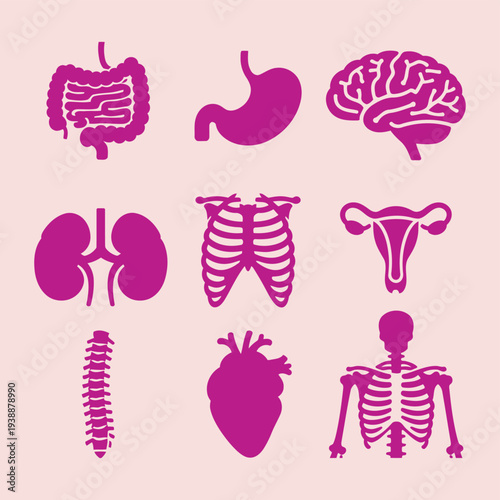 Human body parts illustration showcasing various organs and skeletal system from a medical viewpoint