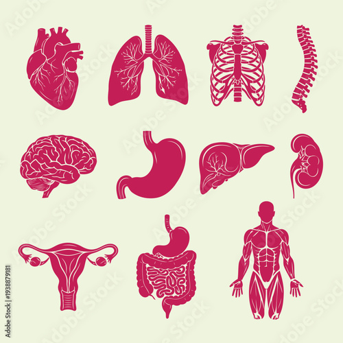 Detailed illustration of human internal organs, skeletal structures, and muscular system, showcasing various anatomical components.