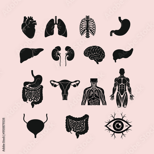 Detailed illustrations of human body organs and systems displayed from a medical viewpoint