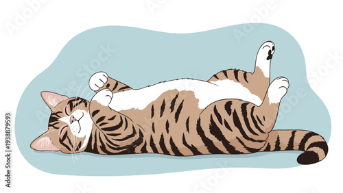 Cute tabby cat with brown and black stripes lying playfully on its back showing its belly against a simple blue background shape.