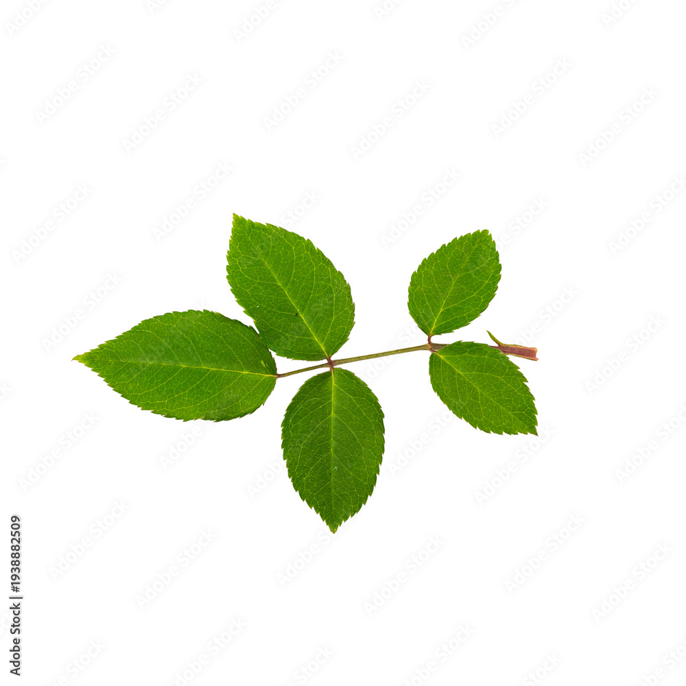 Obraz premium A detailed image of a compound leaf structure from a rose plant, featuring five distinct leaflets.The leaves are green color with visible texture and small droplets On Transparent Background.