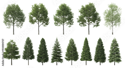Diverse collection of photorealistic green trees, including oak, maple, birch, spruce, pine, fir, cedar, as high-resolution cutout elements isolated on a transparent background, shadowless studio