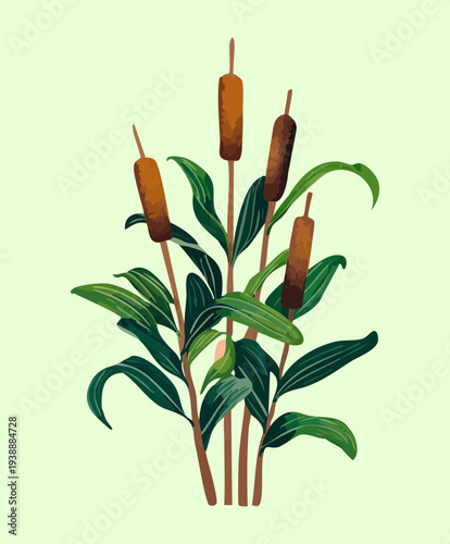 Three brown cattails growing closely together as a marsh plant illustration with slender green leaves for ecological vector concepts