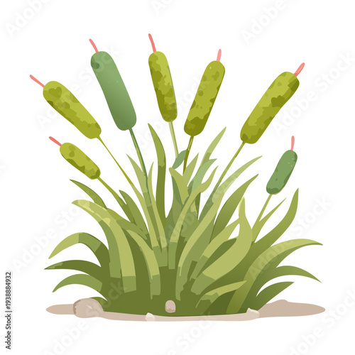 Green marsh reeds plant illustration for wetland nature and aquatic garden vector art and pond landscape design themes