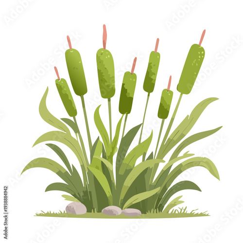 Green reeds plant illustration for wetland nature and aquatic garden vector art and pond landscape design theme concepts