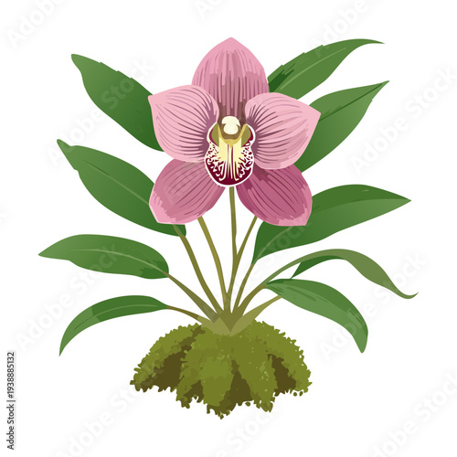 Pink Orchid Plant Growing In Mossy Pot For Natural Forest Interior Theme And Decor Creative Floral Illustration