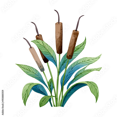 Brown Bulrush Plant Cattail Bunch In Marsh For Wetland Preservation And Environmental Education Creative Floral Illustration