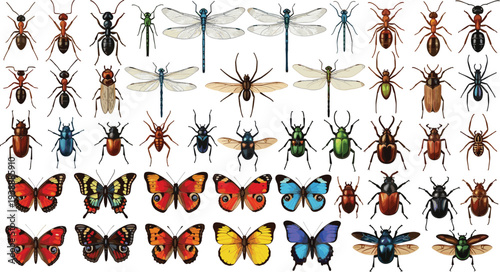 Colorful insect icons, butterflies beetles ants and dragonflies collection, natural wildlife elements for education and biology, vector illustration isolated on white,