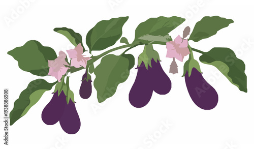 Ripe eggplant branch with purple aubergine fruits and pink flowers botanical vector illustration
