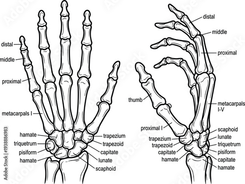 Detailed Anatomical Human Skeleton Hand Vector Illustration Featuring Labeled Bone Structures For Medical Study Purposes