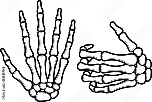 Professional Vector Set Of Human Skeleton Hand Illustrations Featuring Detailed Bone Structure And Anatomical Joints