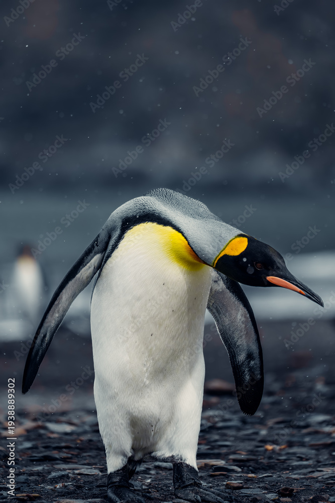 Fototapeta premium King Penguin walking on rocky shore in South Georgia Island during overcast weather