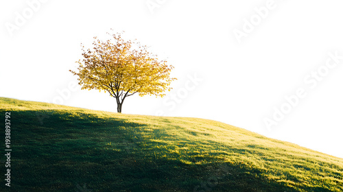 tree in the field