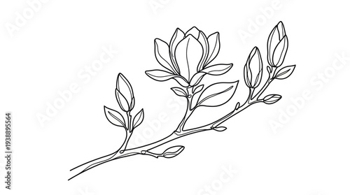 A hand-drawn botanical illustration of a leafy branch with buds and small flowers.