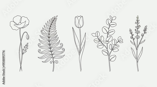 Five delicate botanical line drawings of flowers and foliage in minimalist style for nature lovers and decor