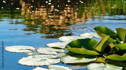 Lily Pads Floating Calmly on a Pond Under Sunlight's Gentle Touch