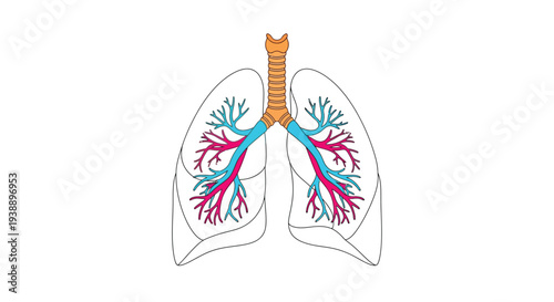 Anatomical illustration of human lungs with branching airways and vessels