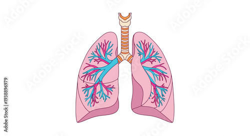 Anatomical illustration of human lungs trachea and bronchial pathways