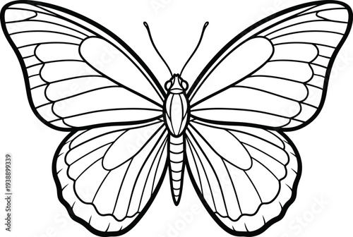 Drawing for children's coloring book cute butterfly. Illustration winter line on white background