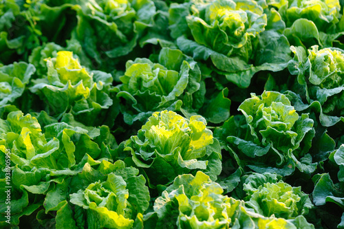 Green lettuce in growth at the vegetable garden