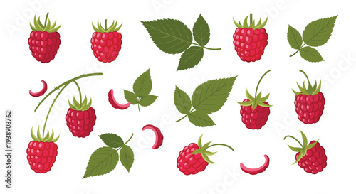 Set of various fresh red raspberries with green leaves and thorns shown as individual elements and clusters against a white background.