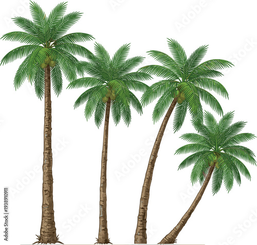 Four palm trees standing together in a tropical landscape viewed from a slight angle