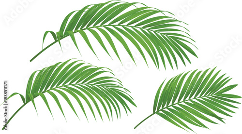 Three green palm leaves arranged artistically on a clean surface from an overhead viewpoint