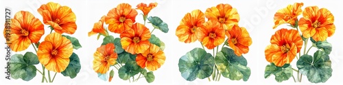 Watercolor vibrant orange nasturtium flowers with lush green leaves, bright garden botanical illustration isolated on clean white background