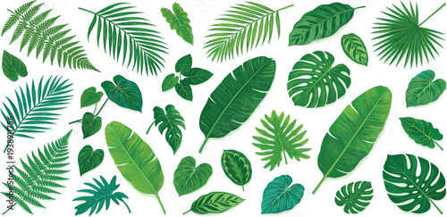 Collection of various green tropical leaves and foliage arranged in a collage on a white background from a top view
