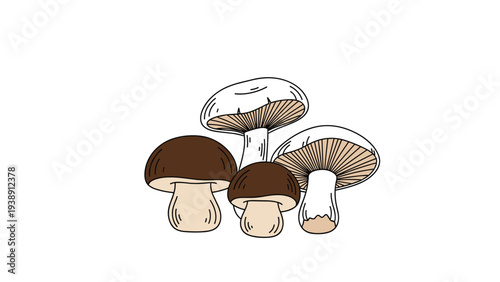 Artistic illustration of a group of edible mushrooms including white and brown varieties on a white background for cooking guides.