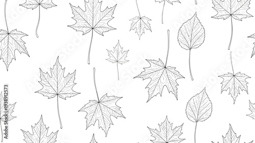 Seamless pattern with hand drawn maple and birch leaves on white background for coloring book or fabric design.