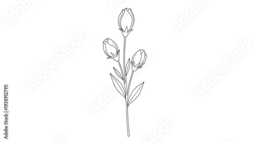 Simple outline of a tulip flower stem with three blossoms for minimalist botanical illustrations or coloring pages.