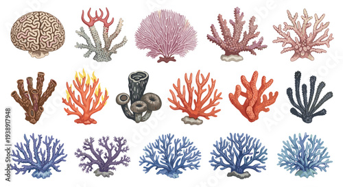 Collection of diverse coral species showcasing intricate structures and vibrant colors in a marine life assortment
