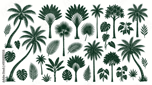 Tropical Palm Tree Silhouette Collection – Botanical Coconut Palm Vector Set