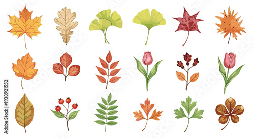 Collection of Autumn Leaves and Flowers in Vibrant Seasonal Colors Isolated on White Background for Design Elements