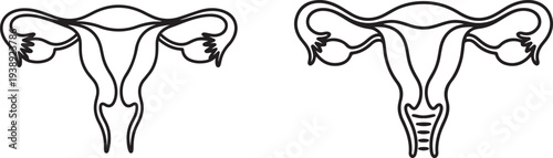 Vector illustration of female uterus.one line vector illustration with out background