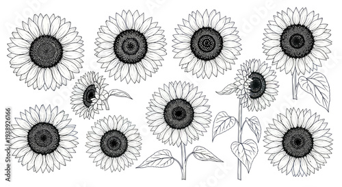 Hand Drawn Sunflower Collection Vector Art, Botanical Illustration