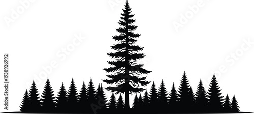 Vector black silhouette of a dense pine forest with a large spruce tree in center, evergreen woodland landscape for nature,