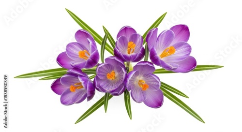 Delicate Purple Crocus Flowers Blooming in Early Spring.