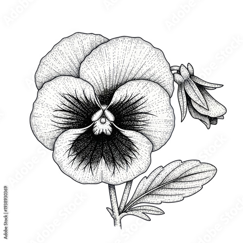 Black and White Pansy Flower Illustration, Delicate Stippling Art, Botanical Drawing