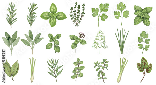 A vibrant collection of fresh culinary herbs and aromatic plants arranged in a visually appealing grid for culinary and decorative purposes