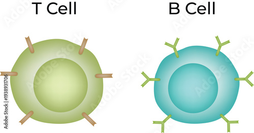 T Cell vs B Cell Immune System Lymphocyte Comparison Diagram