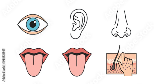 Illustration of the five human senses sight, hearing, smell, taste, and touch with icons