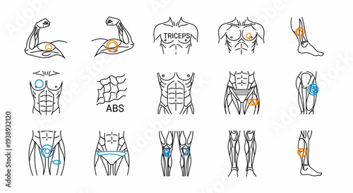 Detailed line art illustrations showcasing various human anatomy muscle groups and key body parts for educational and fitness-related visual content