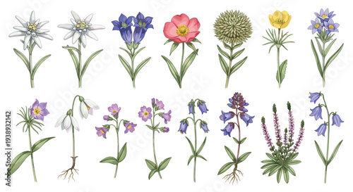 Collection of Alpine Wildflowers Including Edelweiss Gentian and Bluebells Botanical Illustration Isolated on White Background