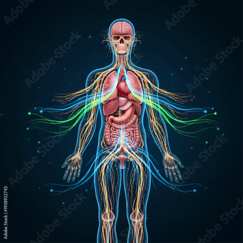 Anatomical illustration of the human body's circulatory, nervous, and respiratory systems, highlighting the flow of energy