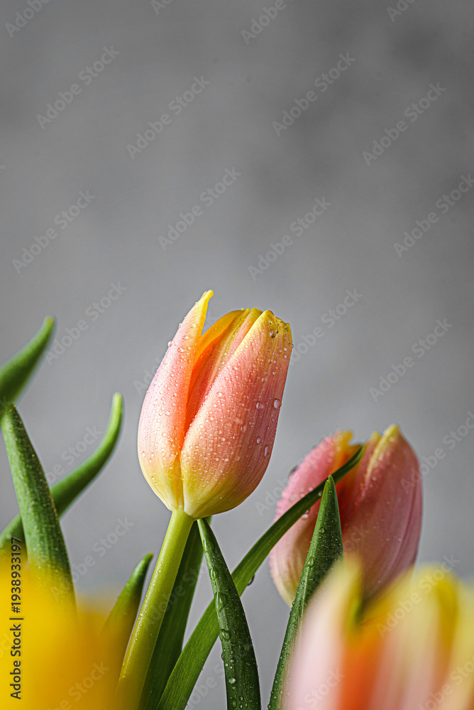 Fototapeta premium bouquet of yellow and pink tulips on a grey background